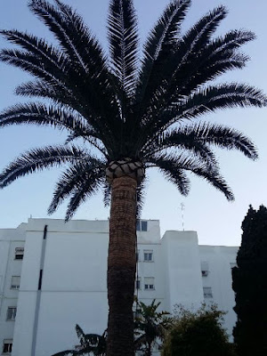 Poda de palmeras - Ruepra Jardinería Puzol