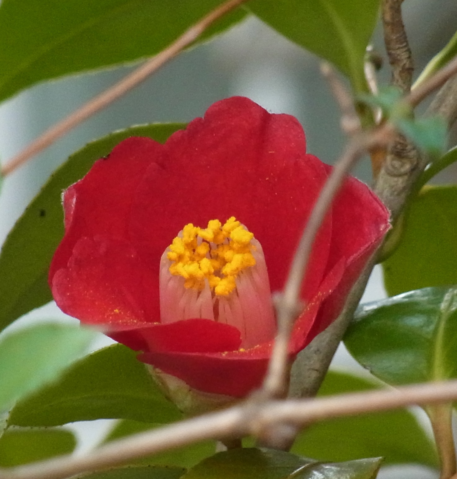 The authentic Camellia japonica - 'Kouya-Komachi'