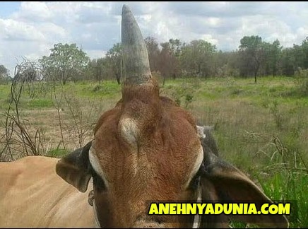 Berbagai Peristiwa Aneh Tapi Nyata Terbaru Di Dunia Berbagai Peristiwa Aneh Tapi Nyata Terbaru Di Dunia