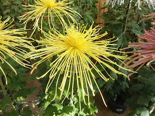 Yellow chysanthemum flower streched out (and plant) in the Sorakuen Gardens, Kobe