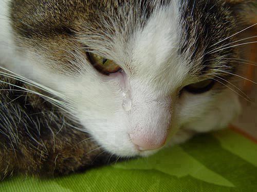 gato llorando triste