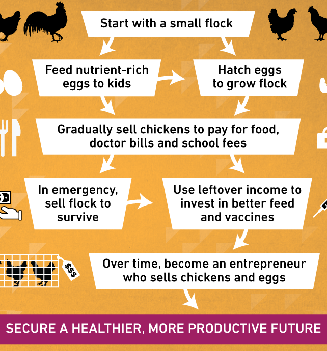 survival8 Why Bill Gates would raise chickens