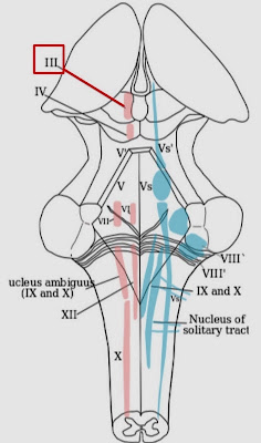 A Tale of Med Students: Oculomotor Nerve – Cranial Nerve III/3