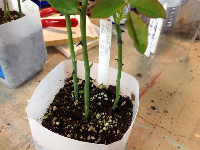 Hartwood Roses: How to Root Roses from Cuttings