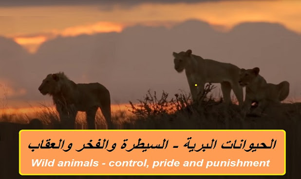الحيوانات البرية - السيطرة والفخر والعقاب  Wild animals - control, pride and punishment