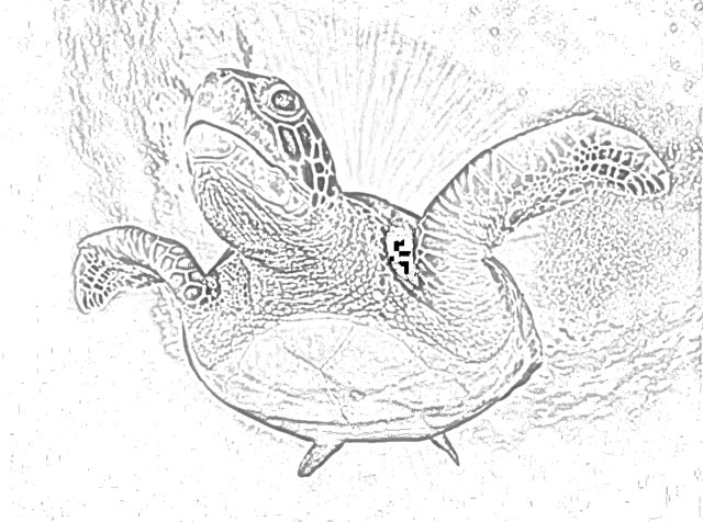 turtle free printable coloring pages holiday.filminspector.com