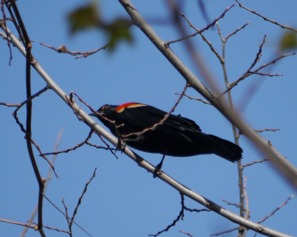  Parc Jean Drapeau Montréal Red-Winged Blackbird