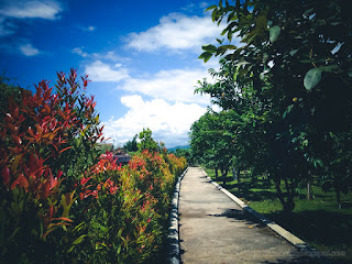 Warmth And Peaceful Garden Pathway Amongst The Leaves Of Plants And Trees On A Sunny Day