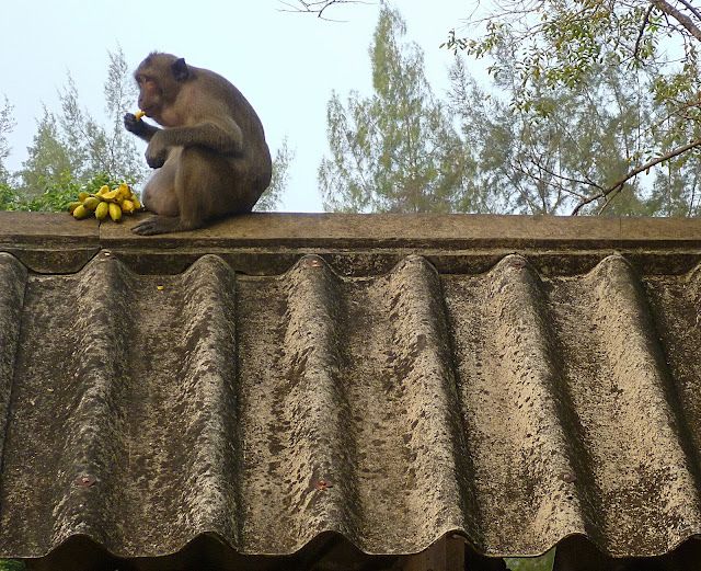 Обезьяны в Таиланде (Monkey in Thailand)