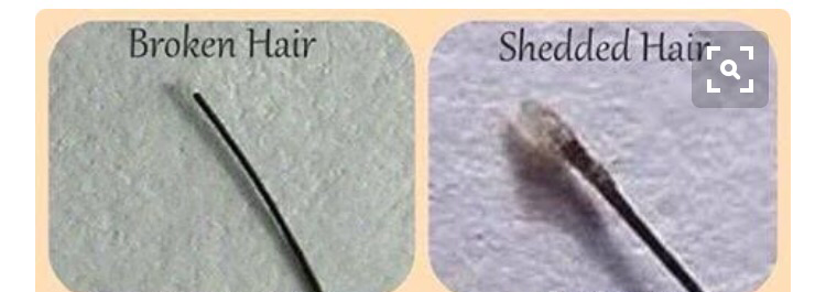 Shedding Versus Breakage Everything You Need To Know