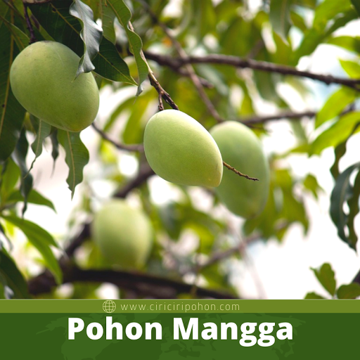 Pohon Mangga