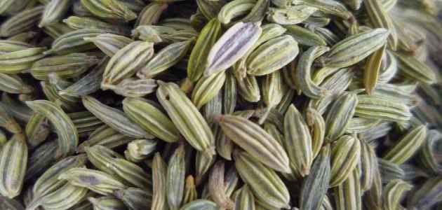 أهم فوائد الشمر أهم فوائد الشمر