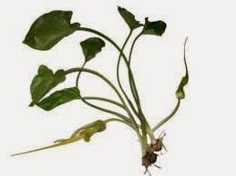 obat kanker otak keladi tikus obat herbal kanker otak