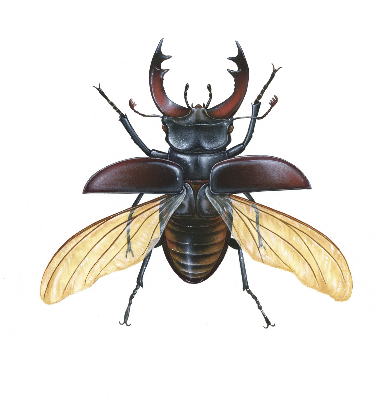 On The Easel: Wildlife Expo firefly insect diagram 