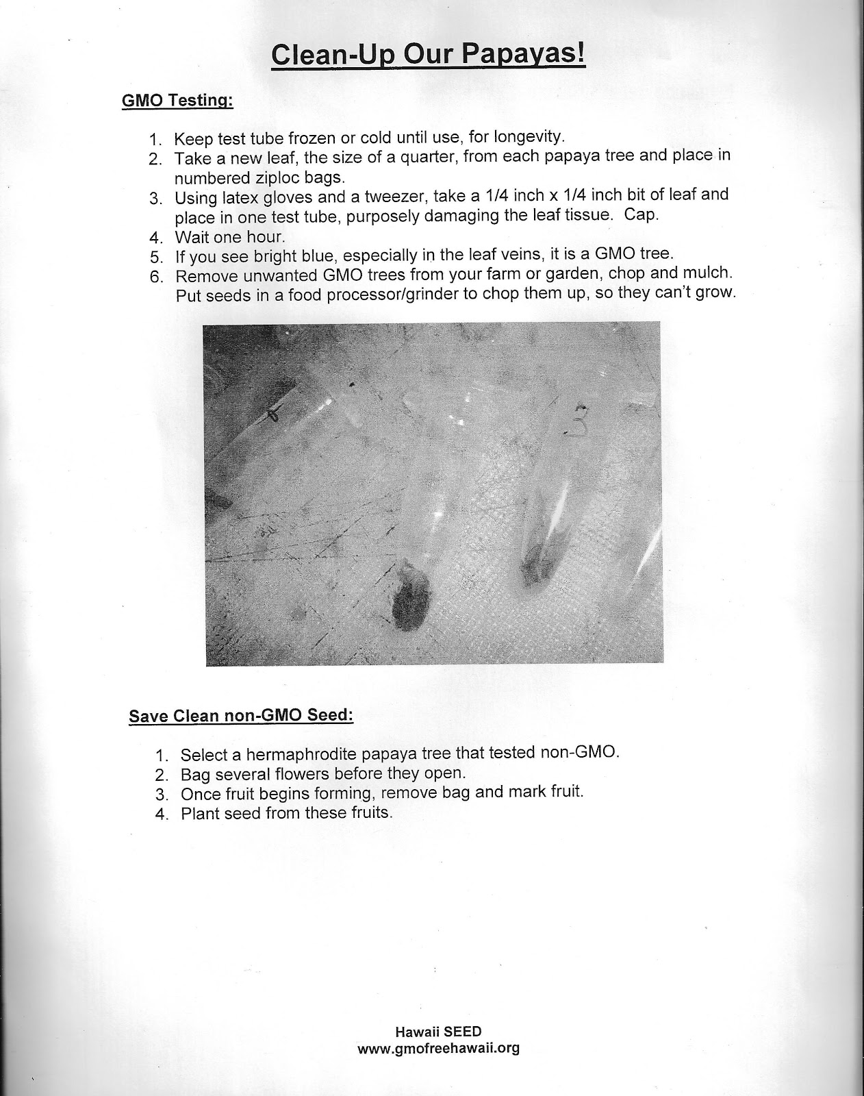 Maui Jungalow GM labeling hearing, GM papayas and Dr. Lorrin Pang