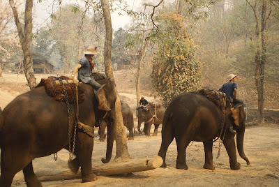 Bir fil eğitim kampında filler kütük taşımaları için eğitiliyorlar.