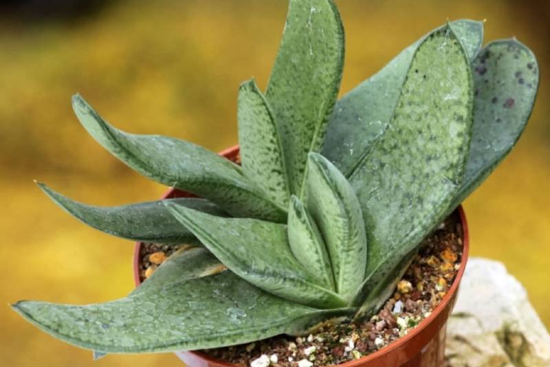 10 plantas suculentas que les gusta la sombra - Guia de jardin