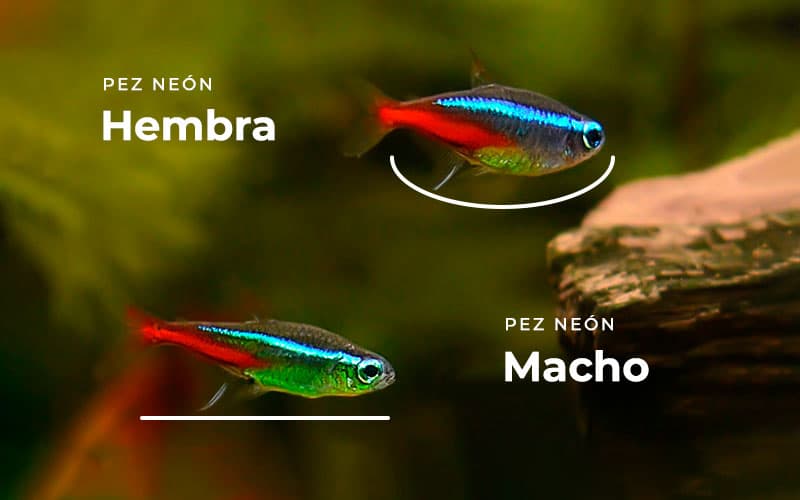 Pez Tetra Neón