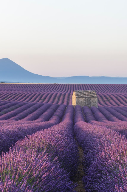 Lovely Lavender - health benefits