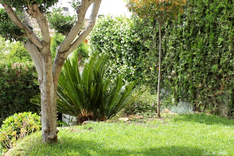 Palmeras para el jardín - Guia de jardin
