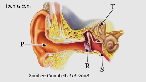 soal mengenai bagian-bagian telinga