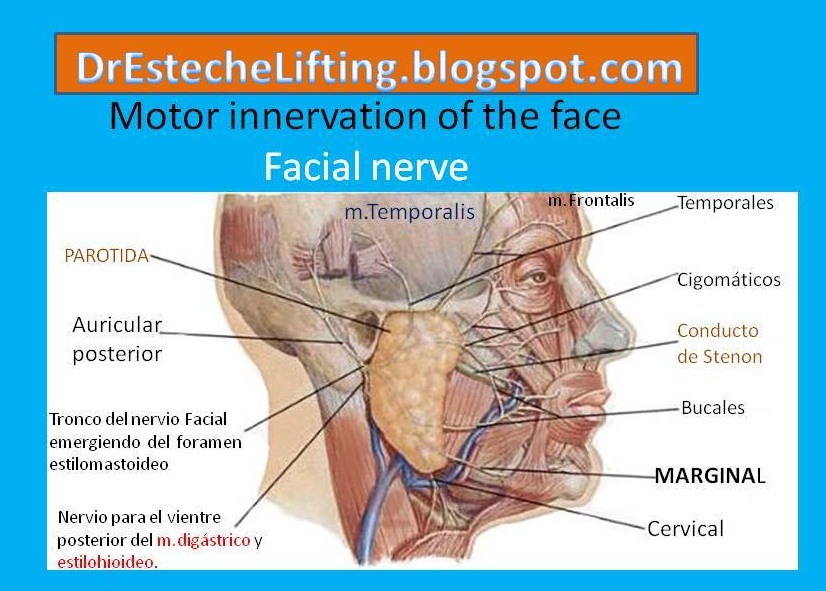 Dr.Esteche | Cirugía Plástica Facial | Cirugía Facial: 5 . FACELIFTING