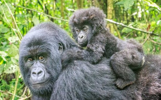 गोरिल्ला ची माहिती ▷ some facts about gorilla in hindi गोरिल्ला ची माहिती ▷ some facts about gorilla in hindi