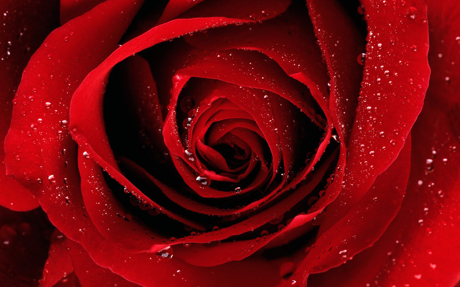 COOL WALLPAPERS: red rose wallpaper