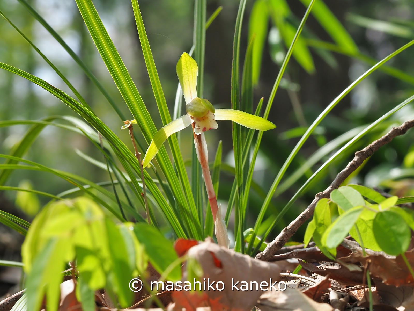 穂高's Field Notes ~from神奈川の空の下~シュンラン