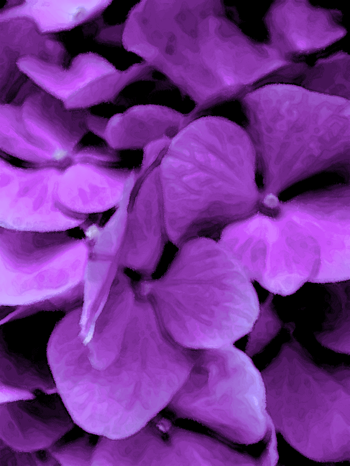 The Best Purple Flowers For Your Garden, Dark Purple ...
