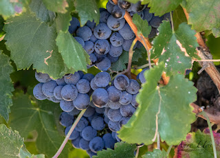 Rawsonville Break Away Grapes in the Vineyard