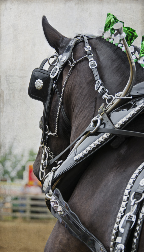 Projects and Photographs Geauga County Fair Draft Horse Show