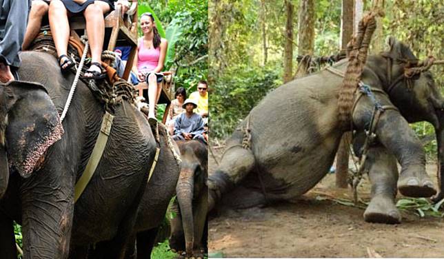 Realitas Kejam di Balik Industri Wisata Menunggangi Gajah