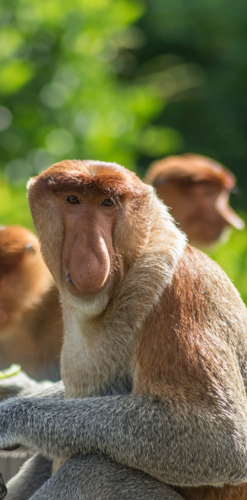 Proboscis monkeys.