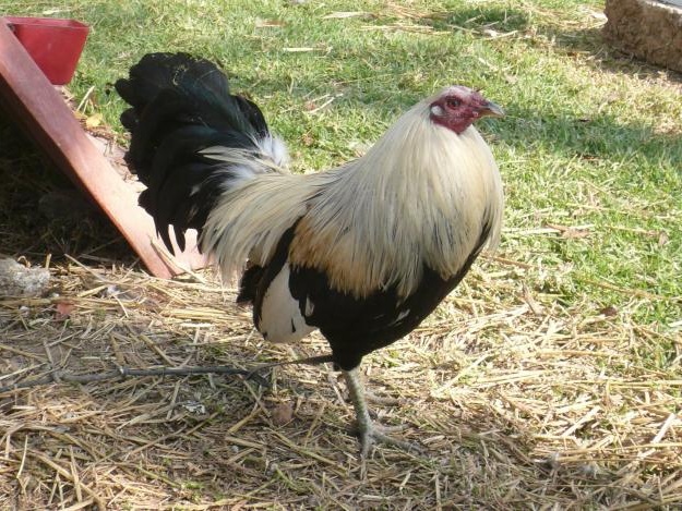 GALLOS FINOS: GALLOS GIROS