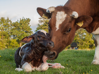 Sığırlar arasındaki sosyal ilişkilerde çeşitli duyular kullanılır
