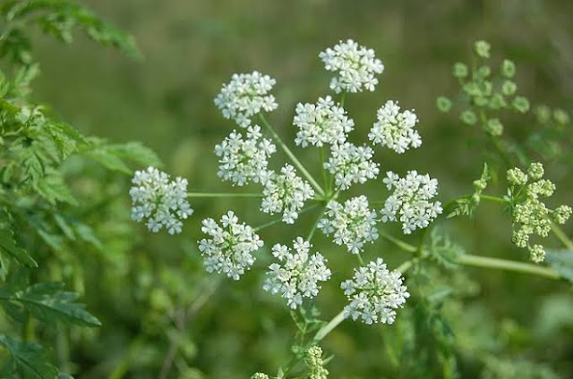 زهرة الشوكران السامة زهرة الشوكران السامة