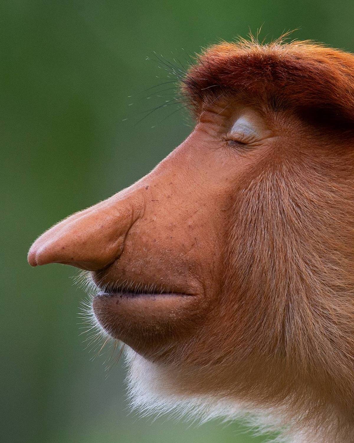 Human-Like Micro-Expressions Of Endangered Animals Across The World (Interview) Human-Like Micro-Expressions Of Endangered Animals Across The World (Interview)