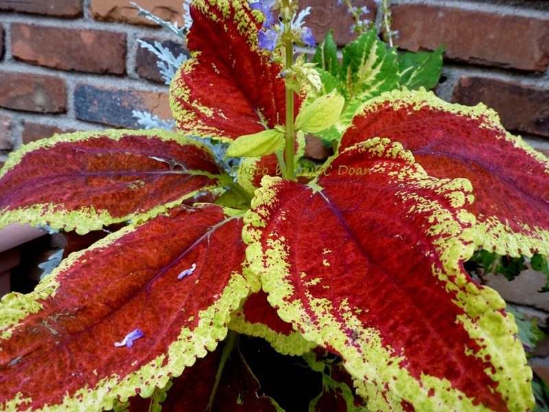 Beautiful Ornamental Plant Beyond Wandering