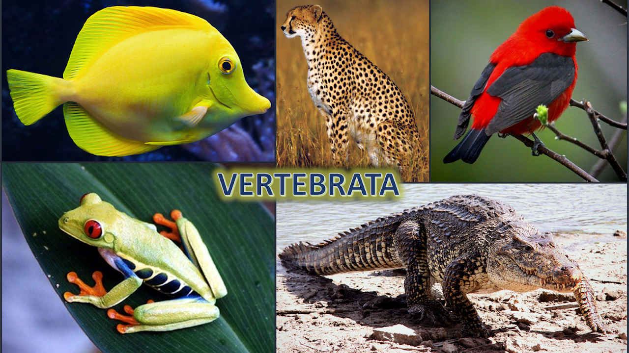 Kuis Animalia Chordata Vertebrata Pandubio