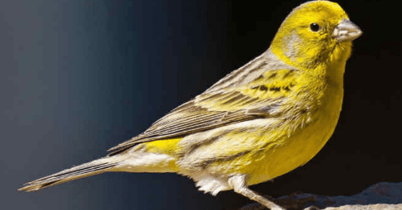 Daftar Harga Burung Prenjak Terbaru Hari Ini Oktober 2019