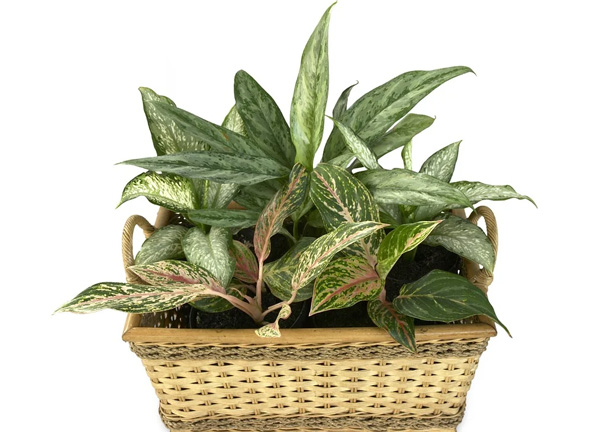 aglaonema, aglaonema collection, air quality, bedroom, best indoor plants, Chinese evergreen, Chinese evergreen as air purifier, Chinese evergreens, colorful pots, colors of aglaonema, condo living, dining room, easy plants to grow, fertilizer, flowers, foliage, fresh air, garden, gardening, home, home improvement, home in the city, how to care of aglaonema, humidity, indoor plants, kinds of aglaonema, leaves, living room, monstera, natural air purifier, online work, orchids, plantita, plantito, potted plants, soil mix, succulents, therapeutic, Thieves Household Cleaner for plants, Thieves spray, toilet and bath, urban dwelling, varieties of aglaonema, Young Living Essential Oils	
—