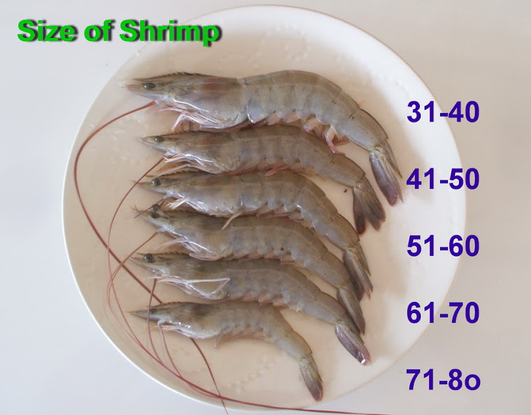 Actual Size Shrimp Size Chart