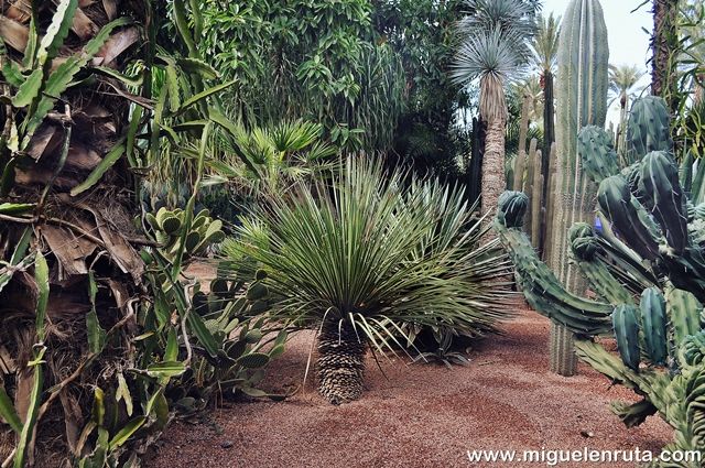 Jardines-Majorelle-plantas