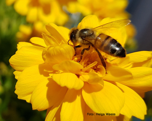 Gedichte Und Zitate Fur Alle Gedichte Bienen Bienengedichte