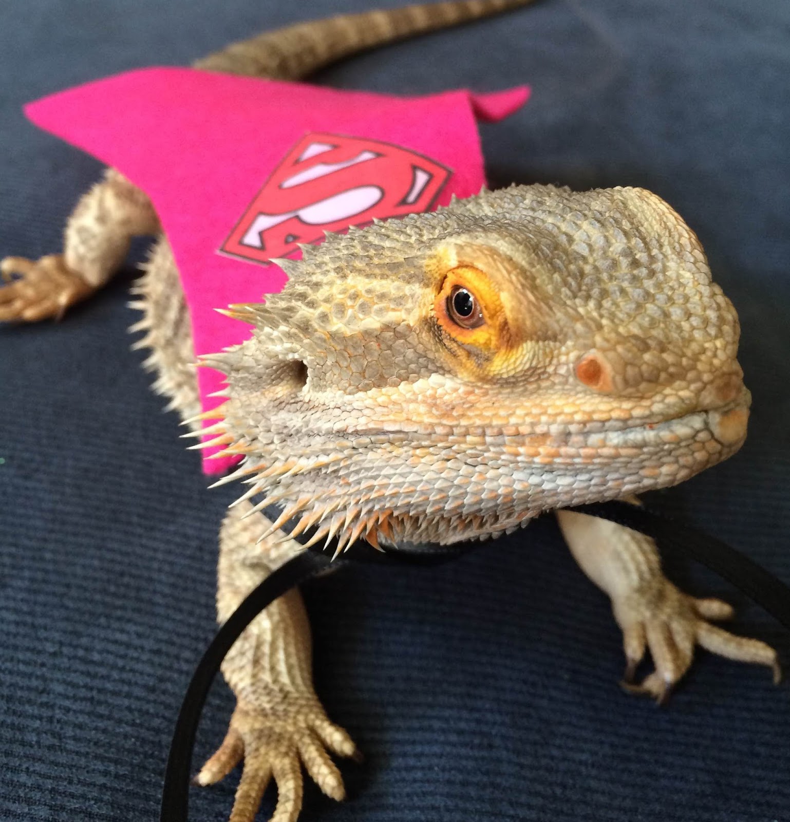 bearded-dragon-costume-petsmart-2.jpg