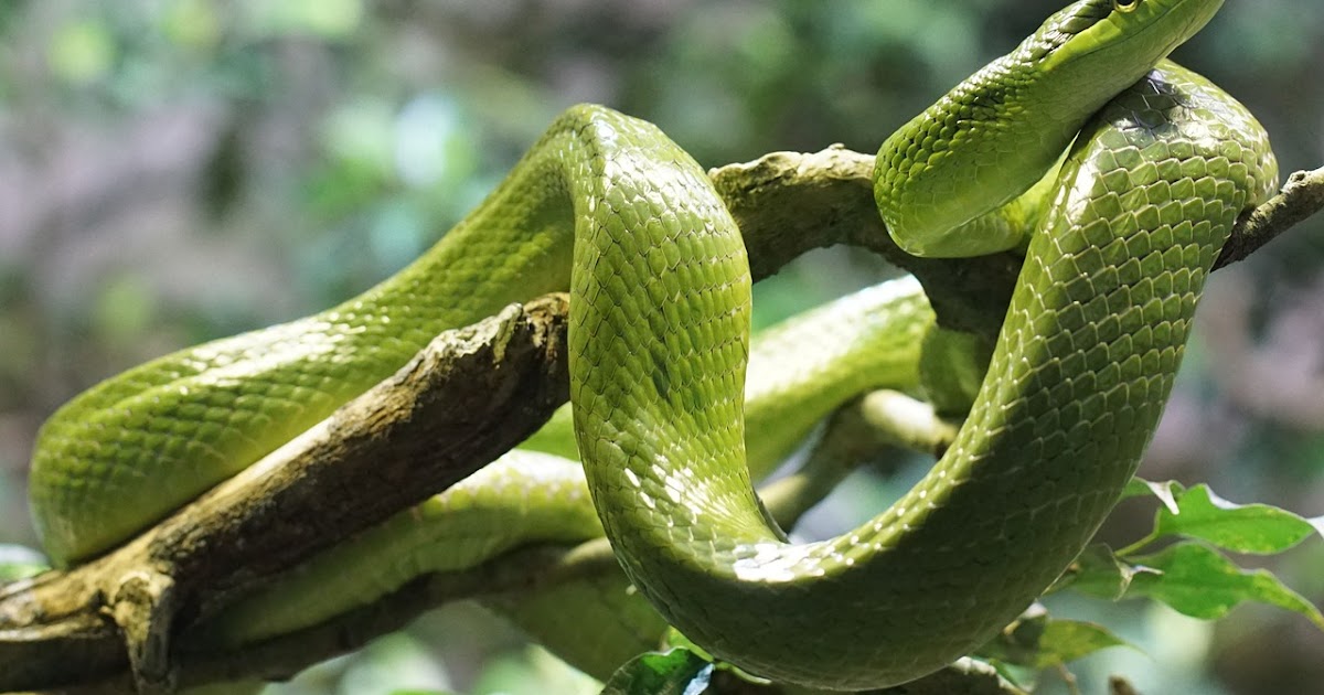 Karakter dan Sifat Shio Ular, Elemen dan Zodiak - Kimtuck.com