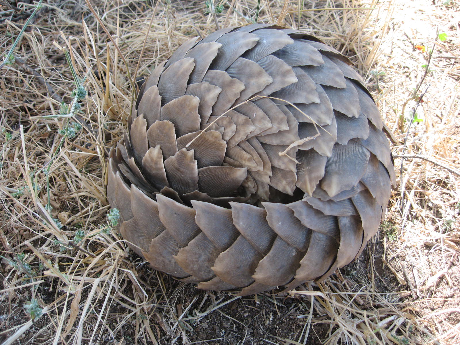 Pangolin | Animal Basic Facts & Pictures | The Wildlife