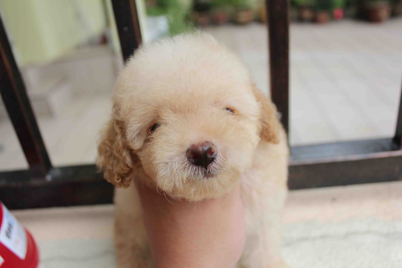 LovelyPuppy Light Apricot Color Toy Poodle PuppyRM599 ONLY!!!