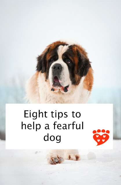 Eight tips to help a fearful dog, including making feeling safe a priority, and be in it for the long haul. Poster features a St. Bernard